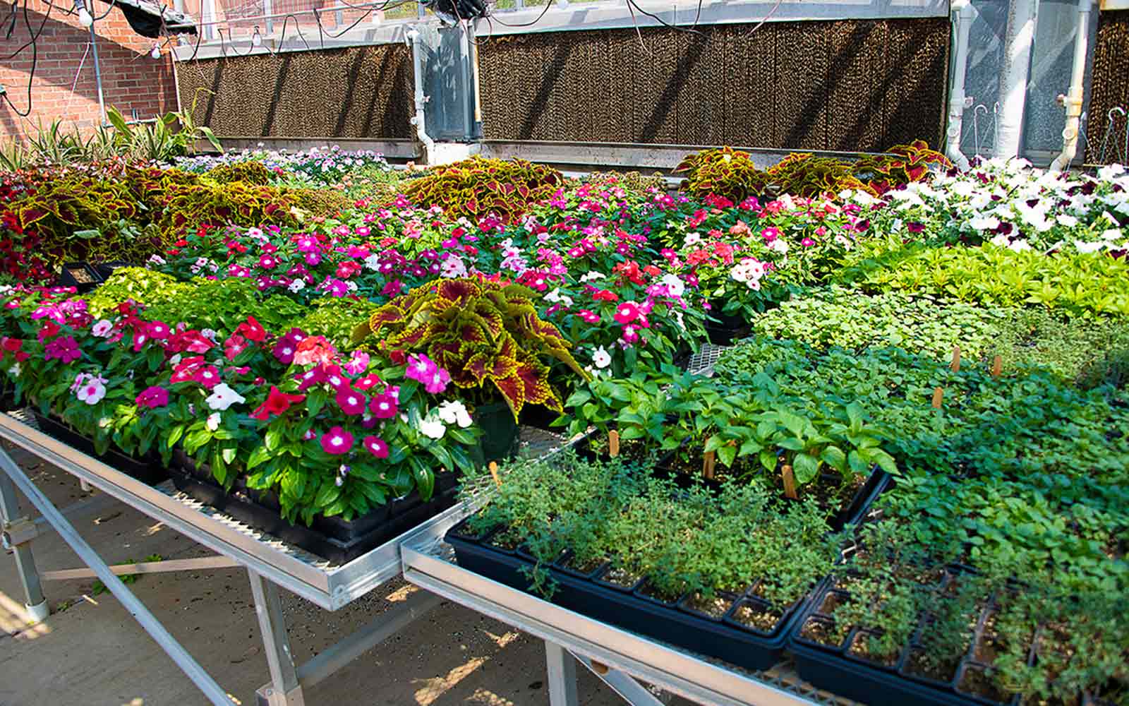 MSU Horticulture Club hosts spring plant sale Mississippi State