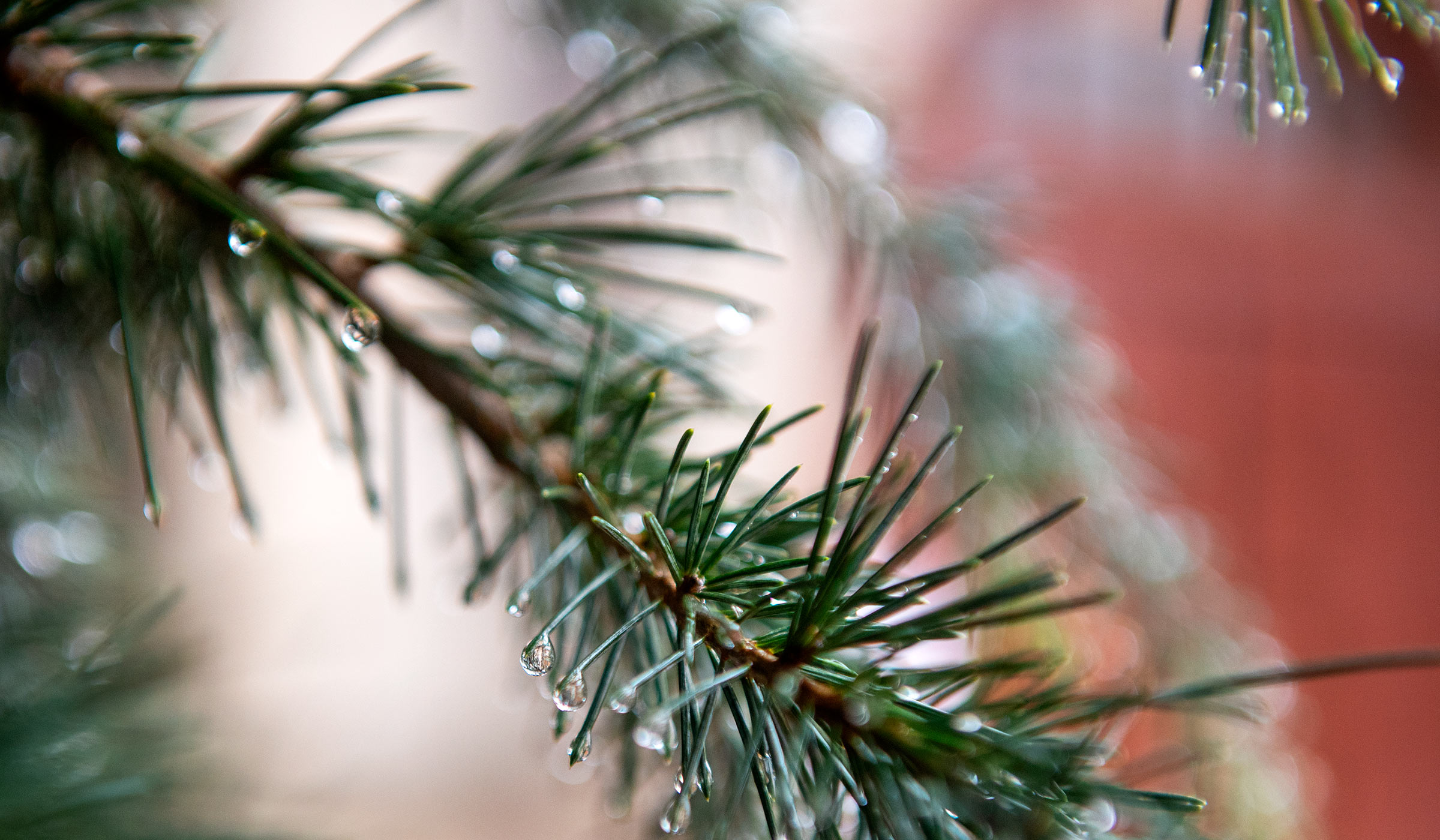 Detail of raindrops on needles of Deodor Cedar outside of curved wooden door