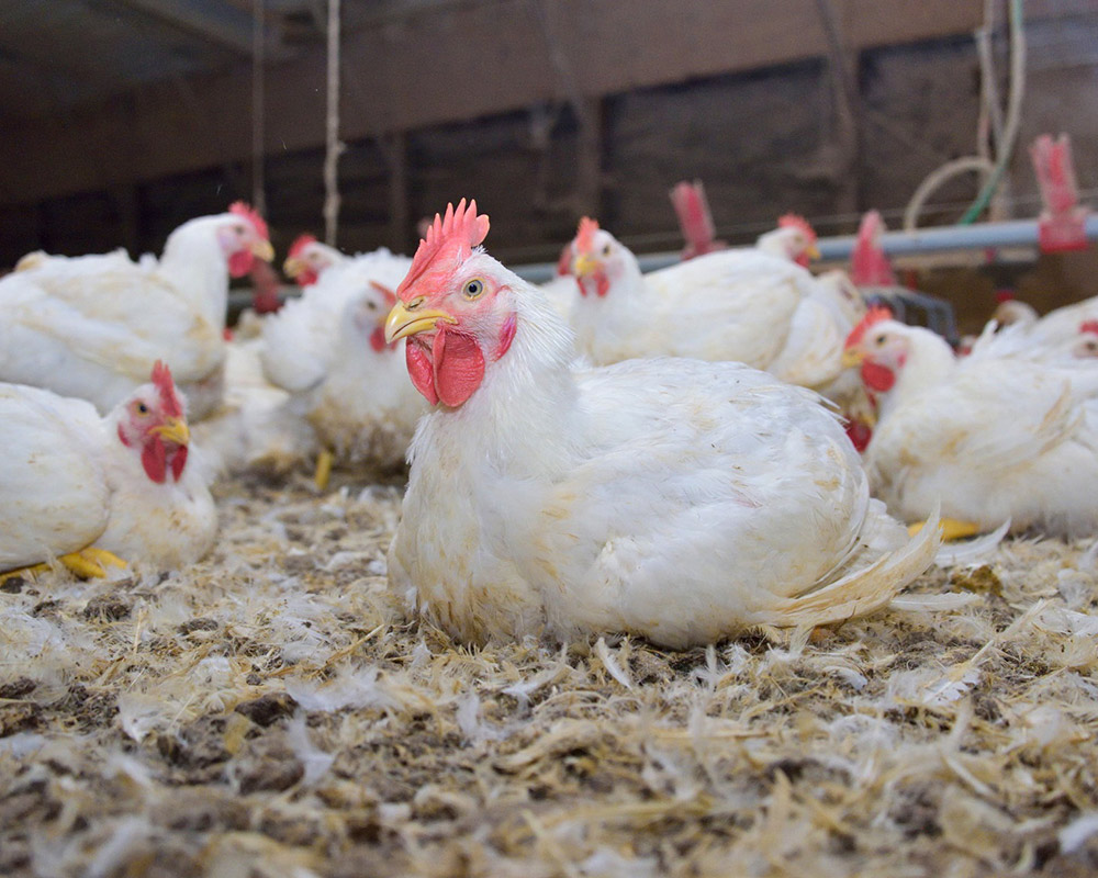 Existing biosecurity measures allow poultry industry operations ...