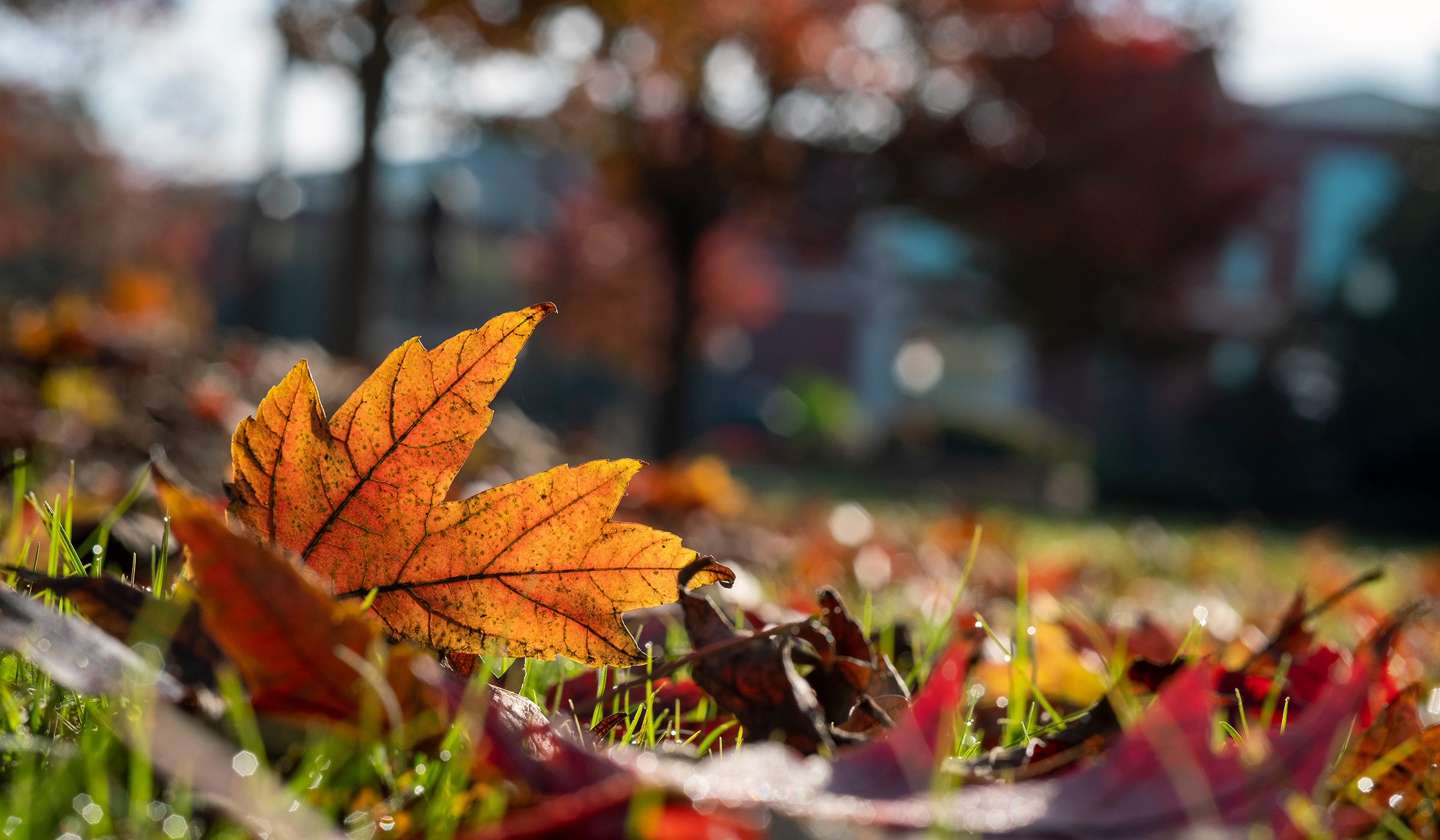 Colorful fall leaves on the Drill Field, with Mitchell Memorial Library in the blurry background.