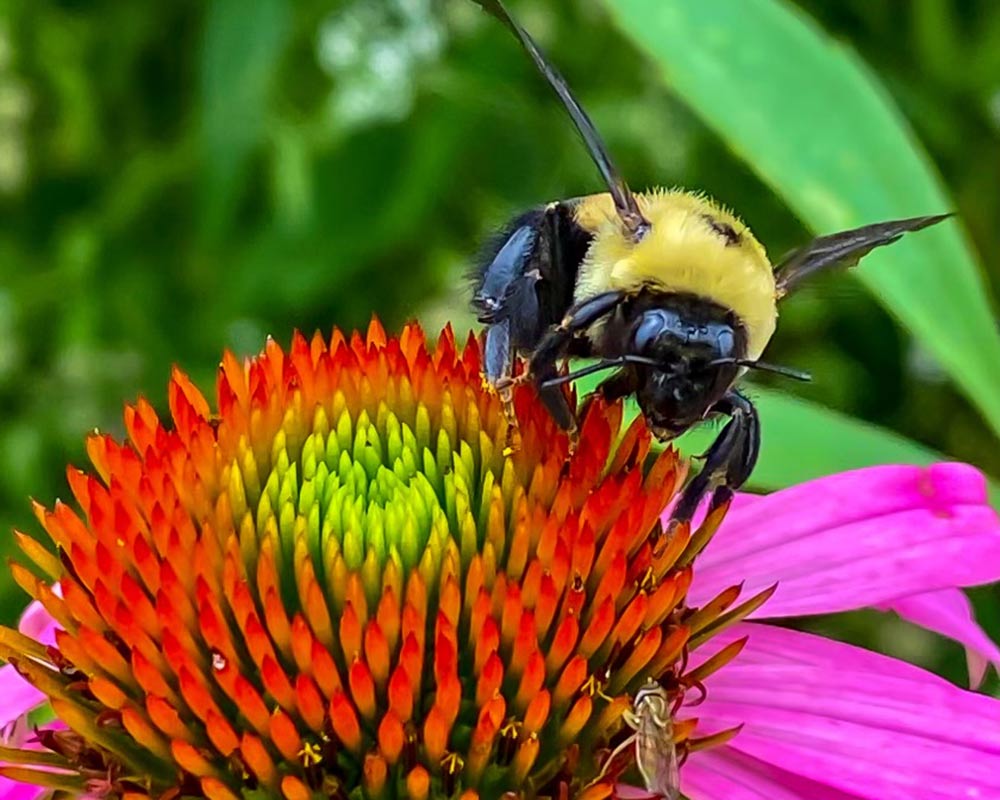 Mississippi State abuzz as a Bee Campus USA | Mississippi State University
