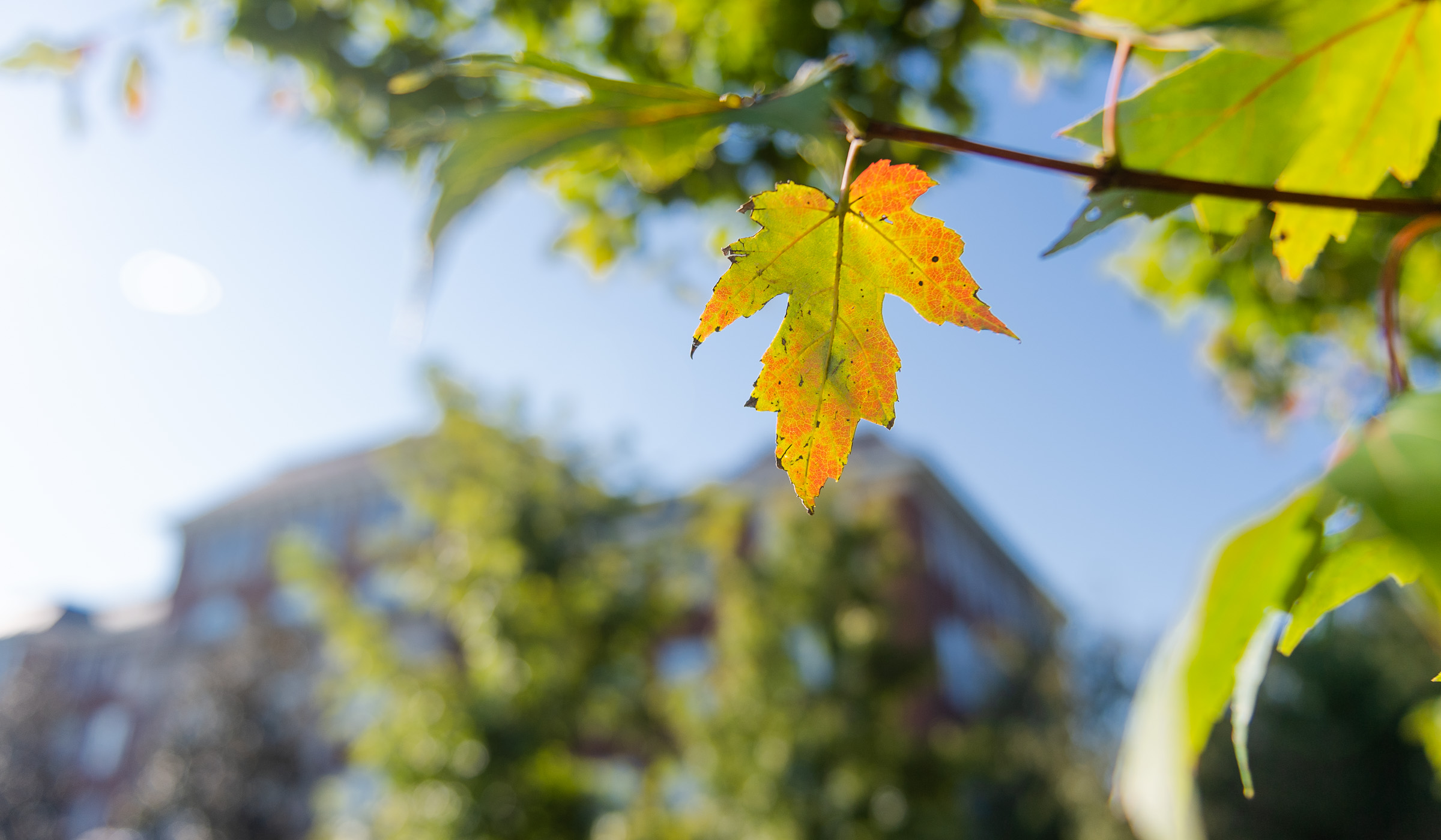 Fall leaves changing color on campus