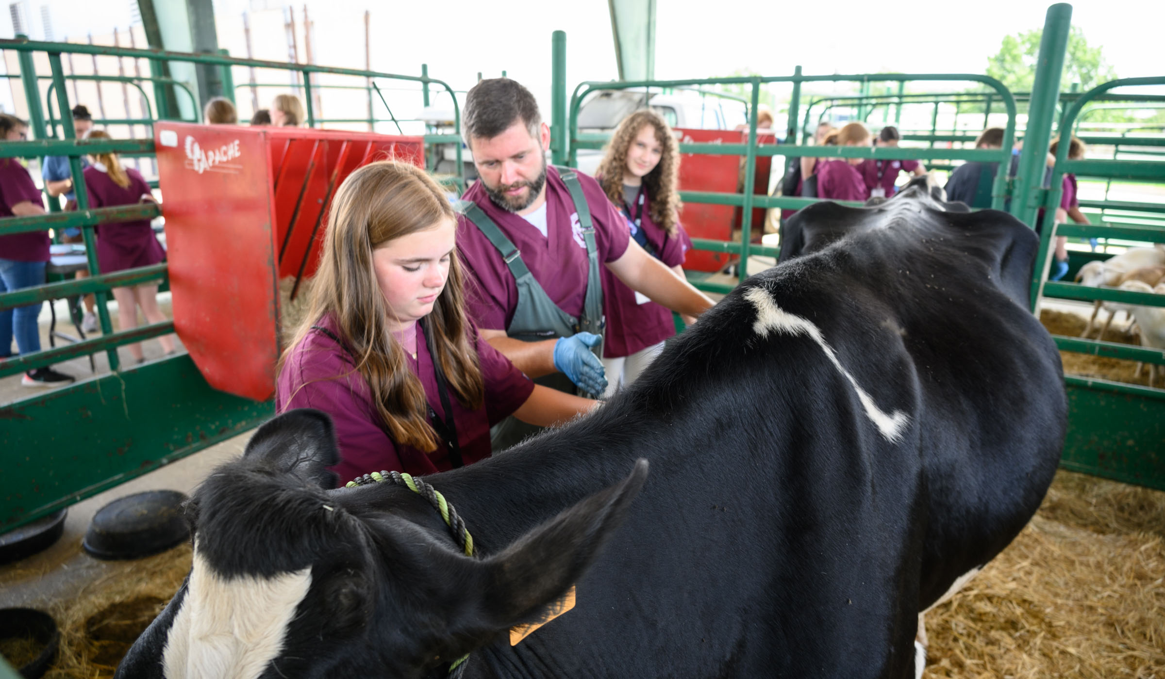 Dr. Michael Pesato, explains the examination of a cow to 13-year-old, Georgia Dugdale from Ruston, LA.  Georgia is participating in day camp at one of the six College of Veterinary Medicine Vet Camps held this year. 