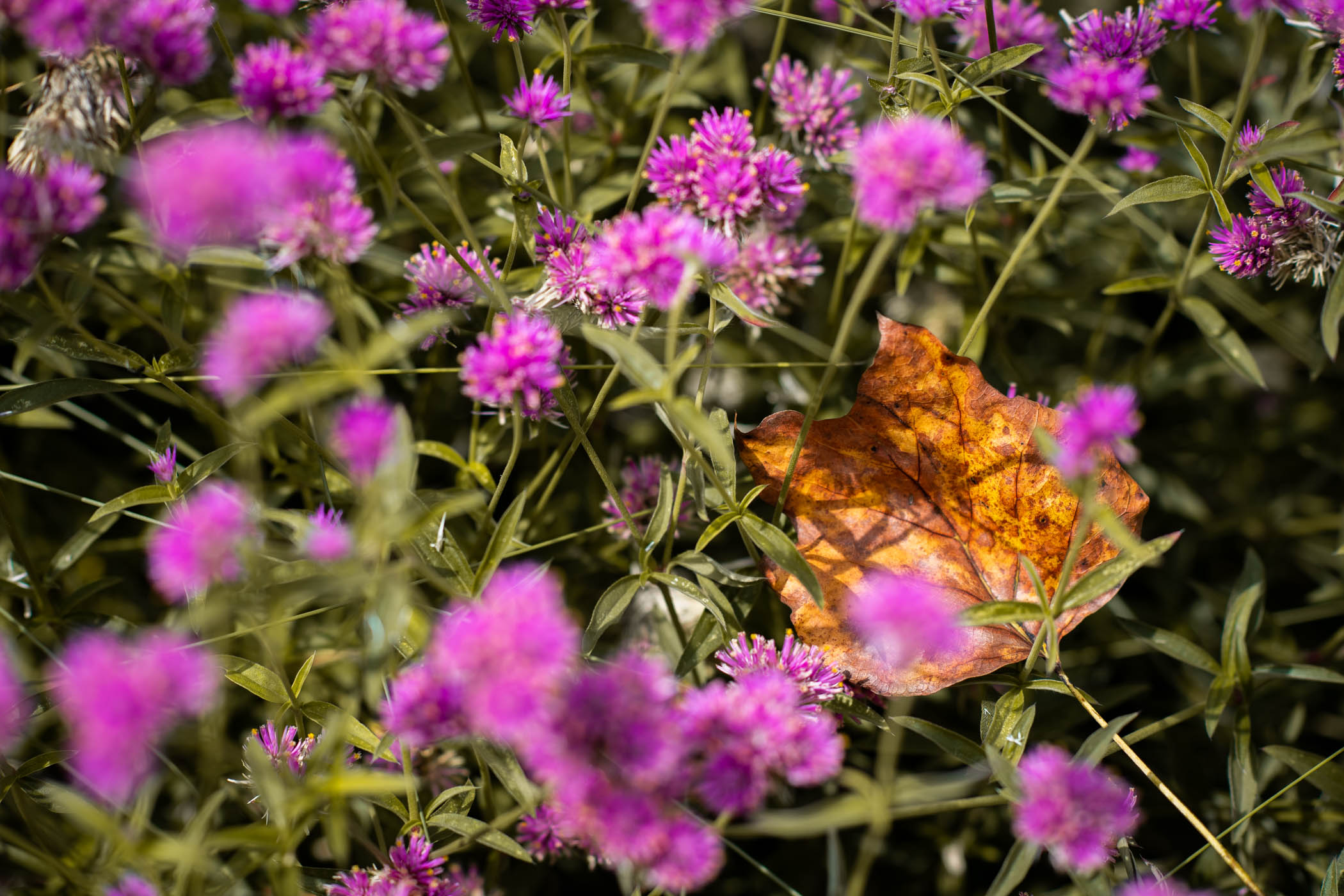 A rich orange leave sits in a blanket of summer flowers, hinting at the autumnal transition making tis way to campus