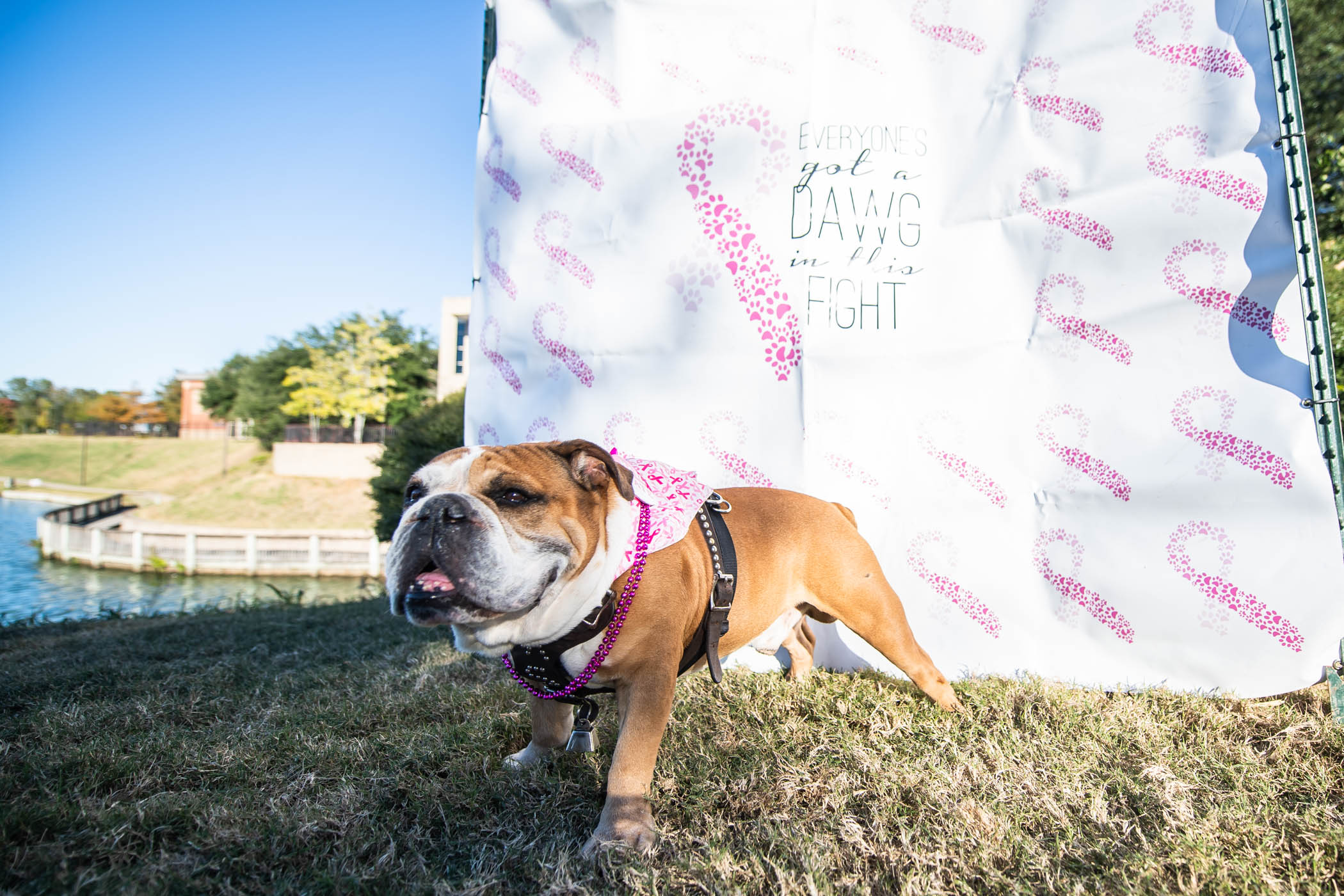 Jak, MSU&#039;s live &quot;Bully&quot; mascot wears his pink proudly in support of those battling breast cancer