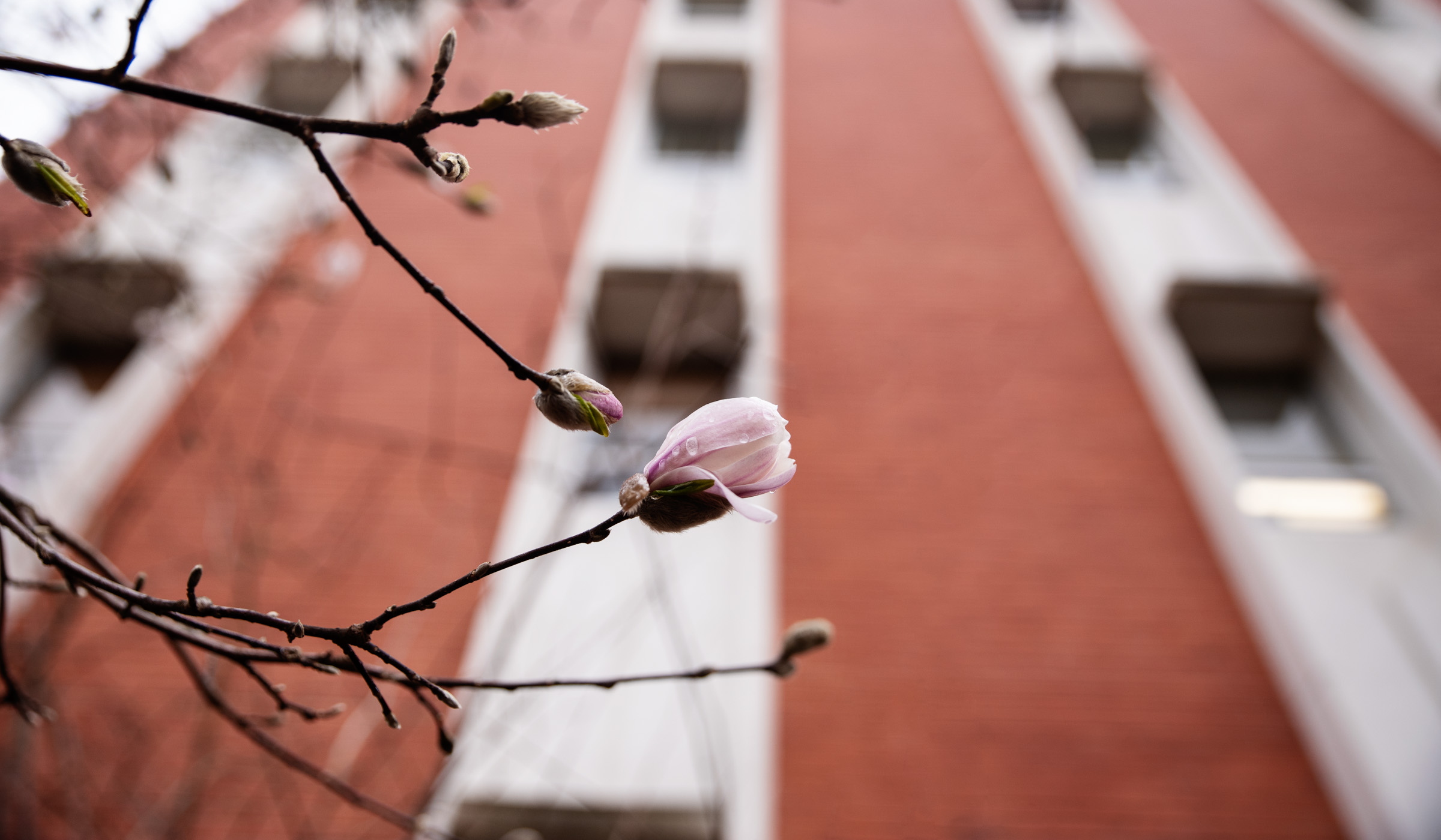 With the lines of Dorman&#039;s facade behind a spring magnolia blossom glistens with rain drops.