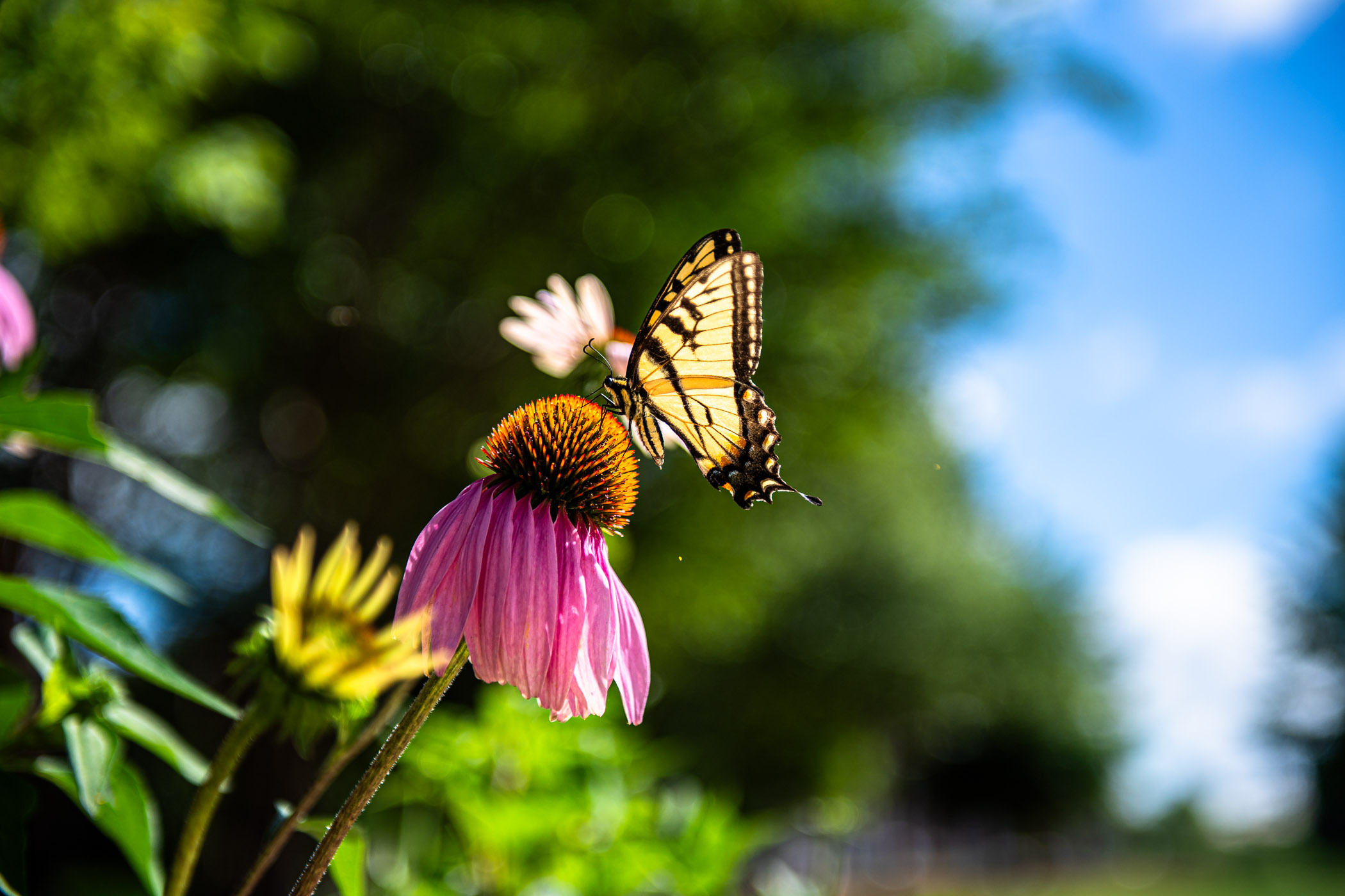 An Eastern Tiger Swallowtail, in bright yellow hues, rests on a Black-Eyed Susan Coneflower among the Sonny Montgomery statue&#039;s flowerbed.