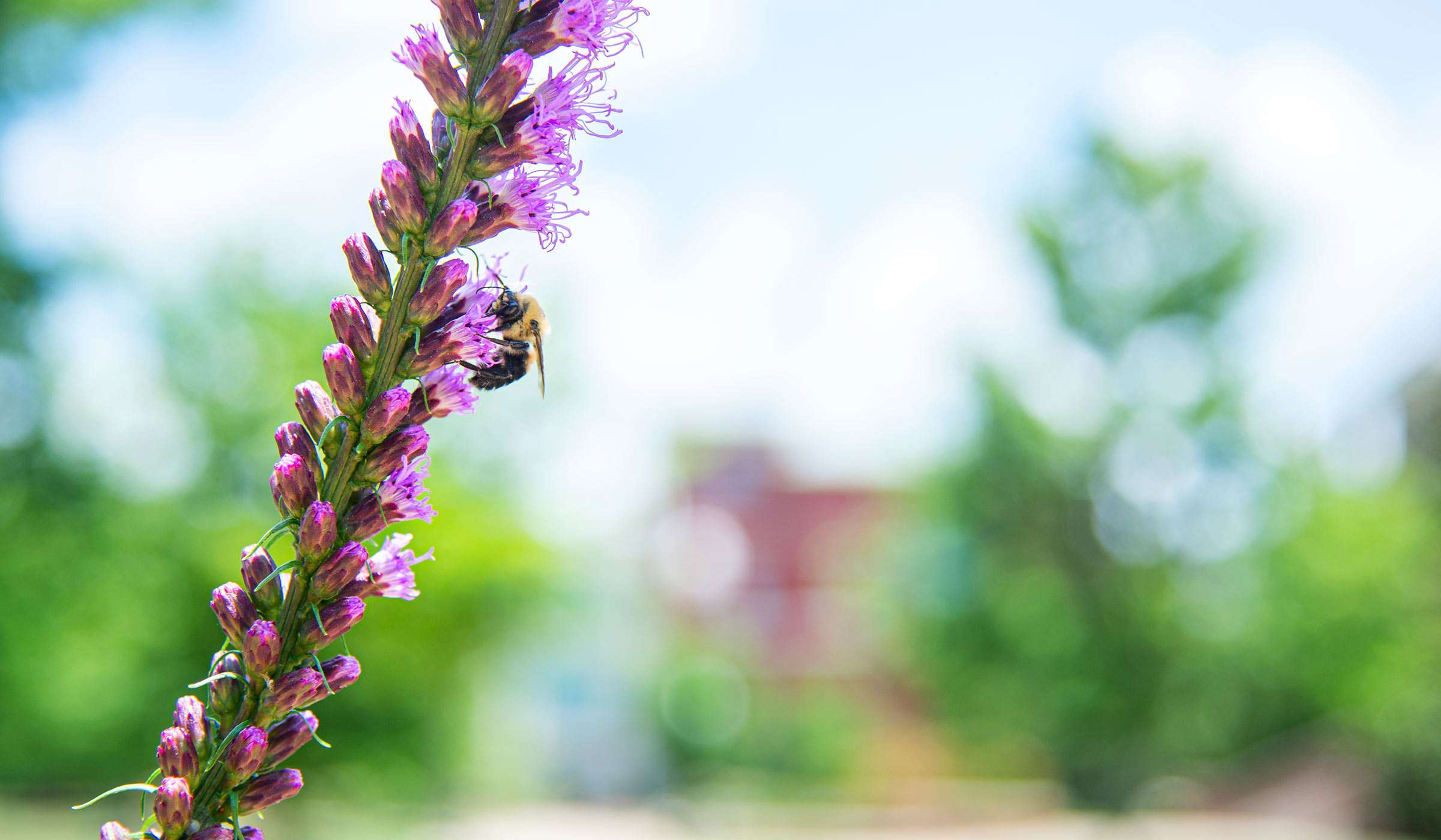 Fuzzy bee on tall purple flower