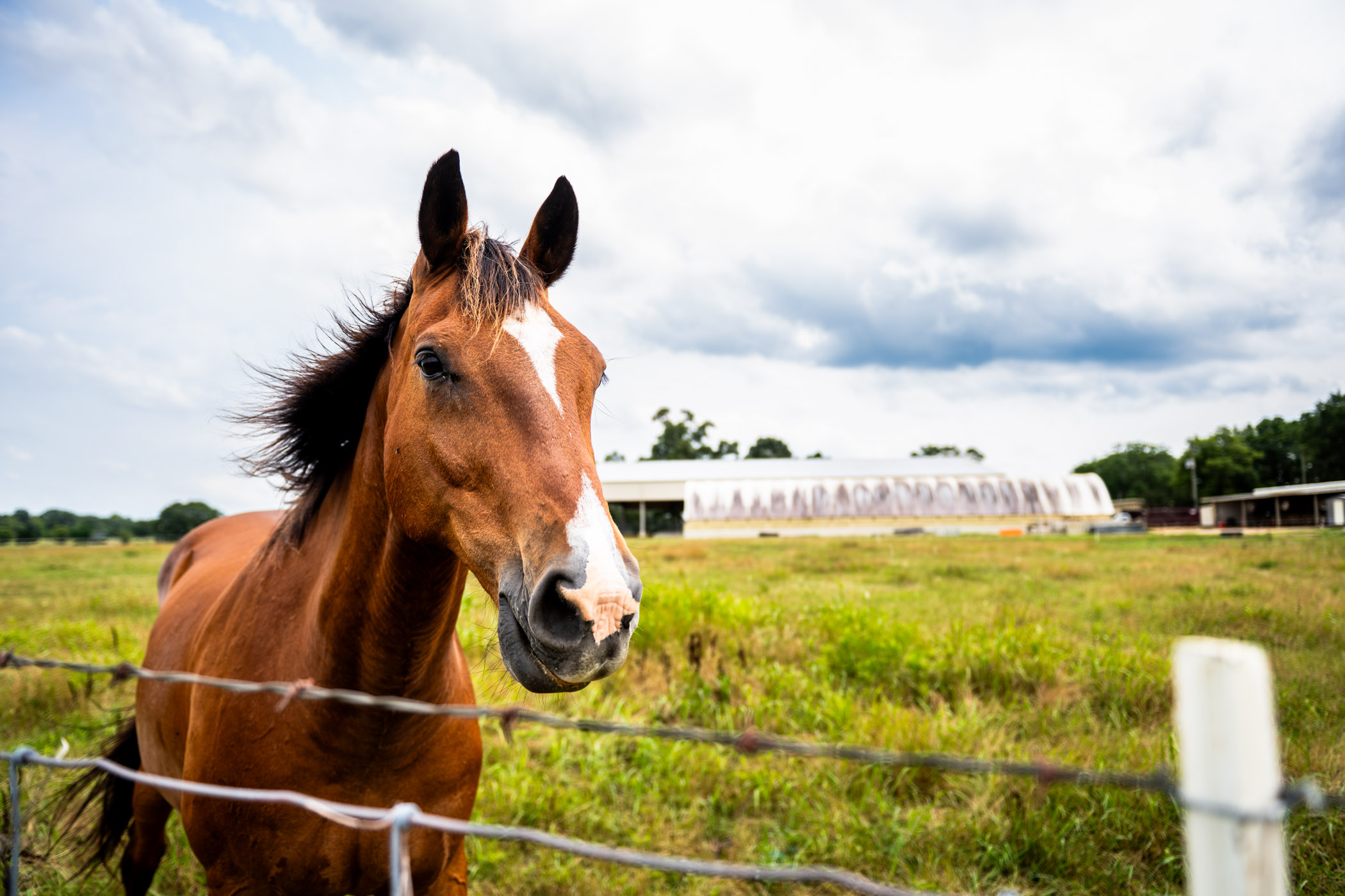 A handsome male quarter horse takes a break from afternoon grazing among the fields of Mississippi State University&#039;s Leveck Animal Research Center—also known as South Farm. Home to approximately 70 horses and dedicated to research and teaching, MSU stands proudly among only 26 esteemed horse breeders, including only one other university, recognized by the American Quarter Horse Association across the U.S. and Canada.