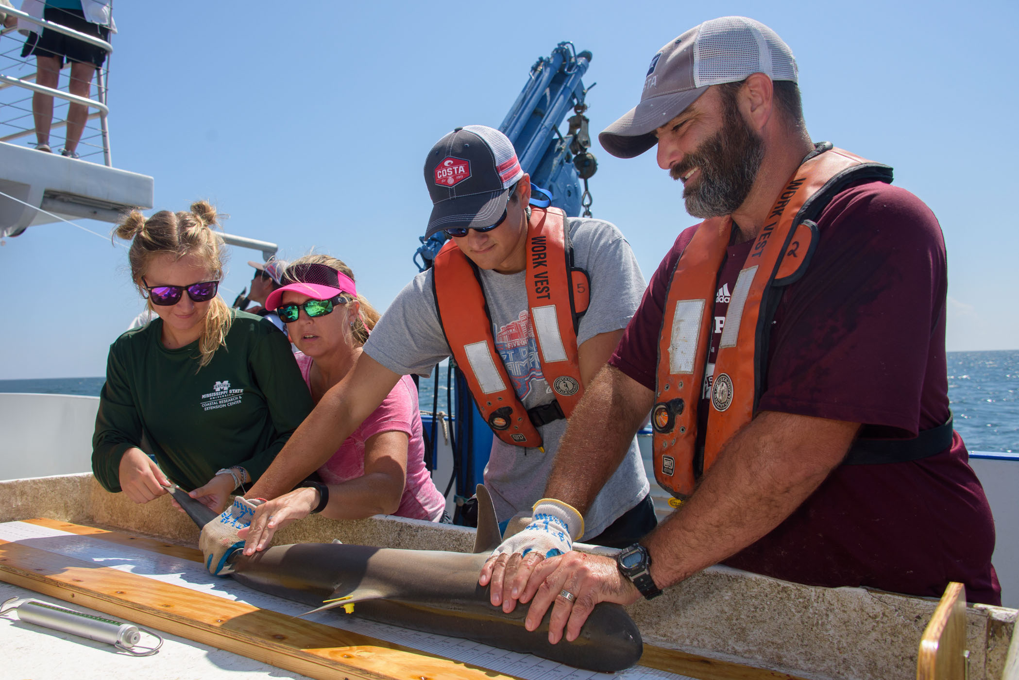 MSU staff and students examine a shark for tags