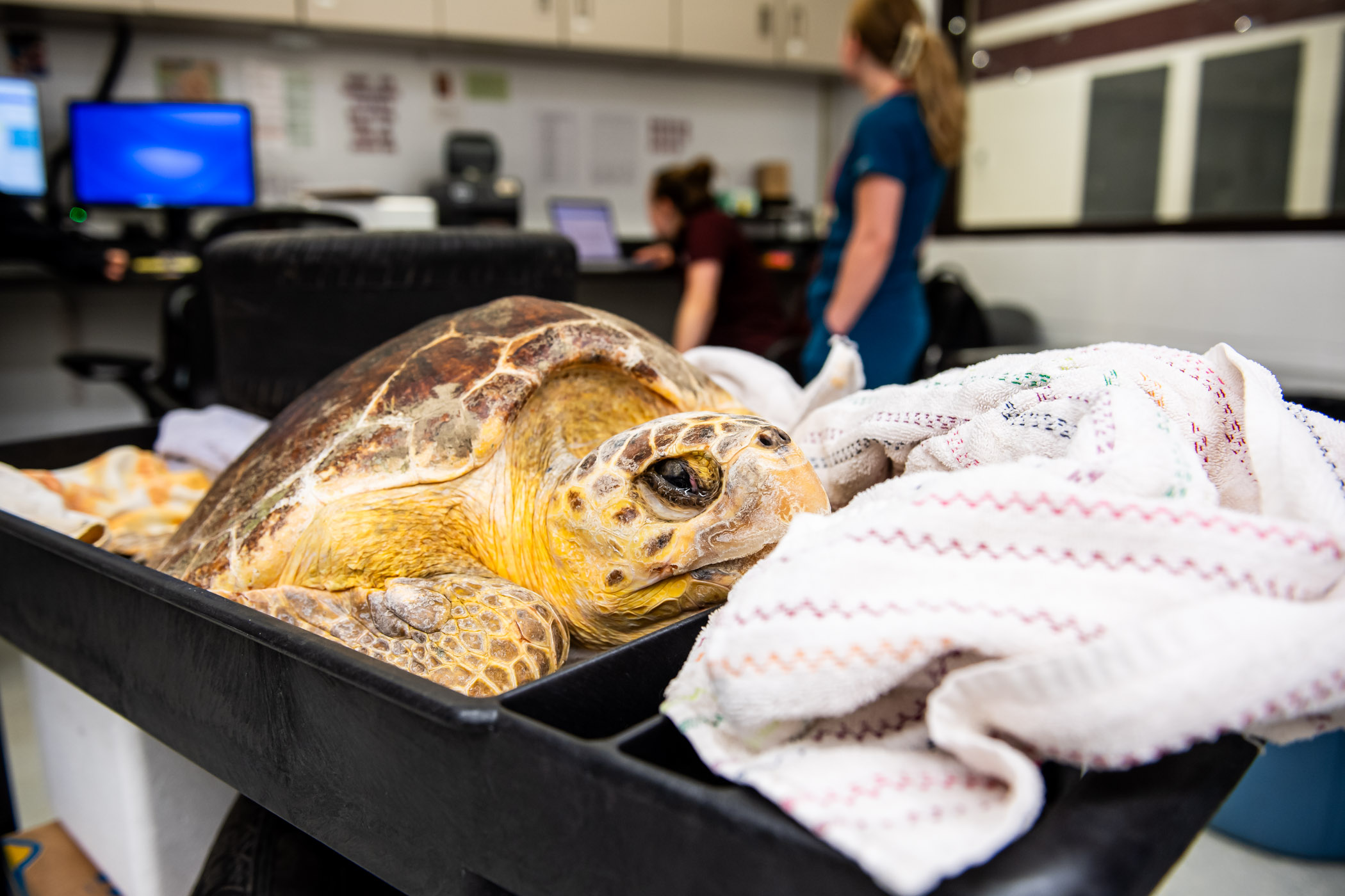 Mudpie, a loggerhead sea turtle, shown here, and Toast Malone, an endangered Kemp’s ridley sea turtle, both recently had fishhooks removed from their esophagus and stomach, respectively, while receiving specialized care at Mississippi State’s College of Veterinary Medicine. The efforts are part of the university-based Global Center for Aquatic Health and Food Security, or GCAHFS, and its Marine Mammal and Sea Turtle Health Program—a collaboration between the MSU CVM and the Institute for Marine Mammal Studi