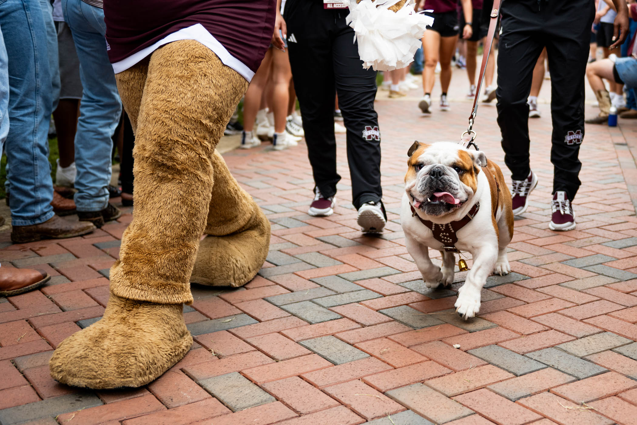 Dak, (Bully XXII,) keeps a strong stride, happily doing his job of encouraging enthusiastic MSU football fans lining the Junction at one of the university&#039;s most beloved traditions, Dawg Walk. With Monday, [August 5,] being &quot;National Work Like a Dog&quot; Day, Dak&#039;s performance is a great reminder to continually take on tasks with the same lively spirit, effort, pride, and heart of the Bulldog. 