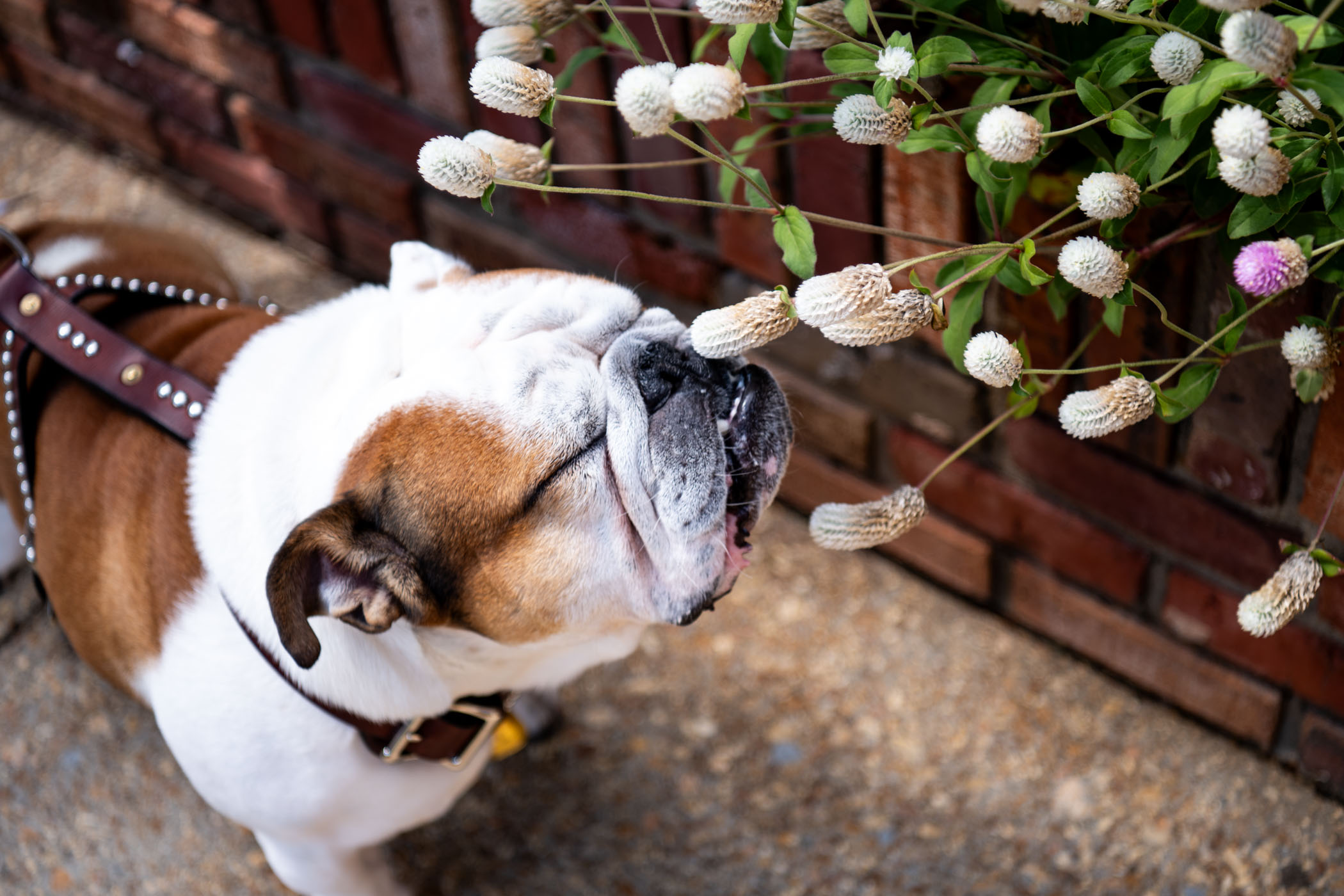 Dak, MSU’s live mascot formally known as Bully XXII, takes a moment out of his busy schedule to stop and smell the flowers outside the university’s Chapel of Memories. Dak is soaking in the last warm days before the fall cold front makes its way to Starkville.