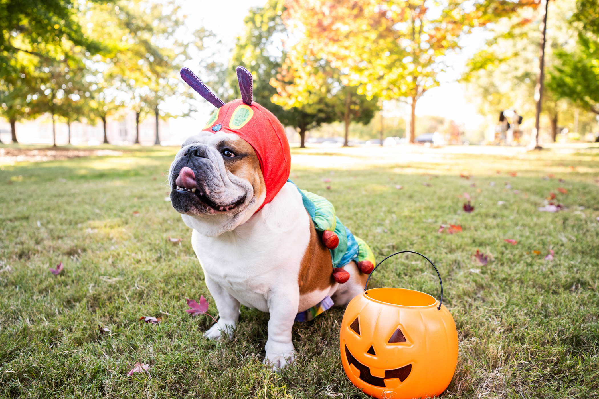 Dak, MSU&#039;s beloved live Bully XXII, wears his favorite costume to wish everyone attending in Halloween festivities a safe and &quot;spooktacular&quot; time with family and friends. 