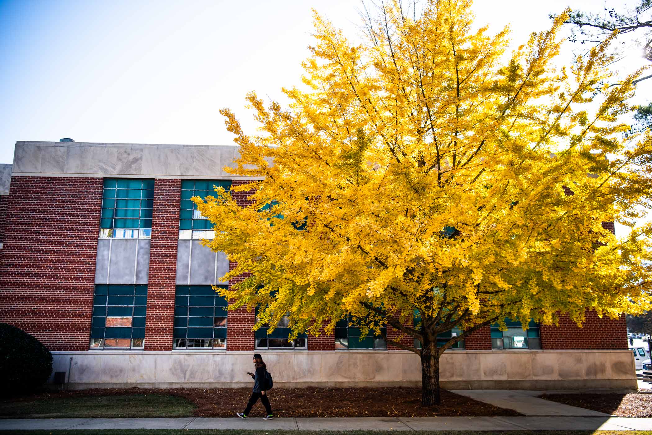 One of many Japanese Gingko trees on campus blazes with gold along Patterson Engineering Laboratories, a highly anticipated seasonal sign that autumn is alive on campus.