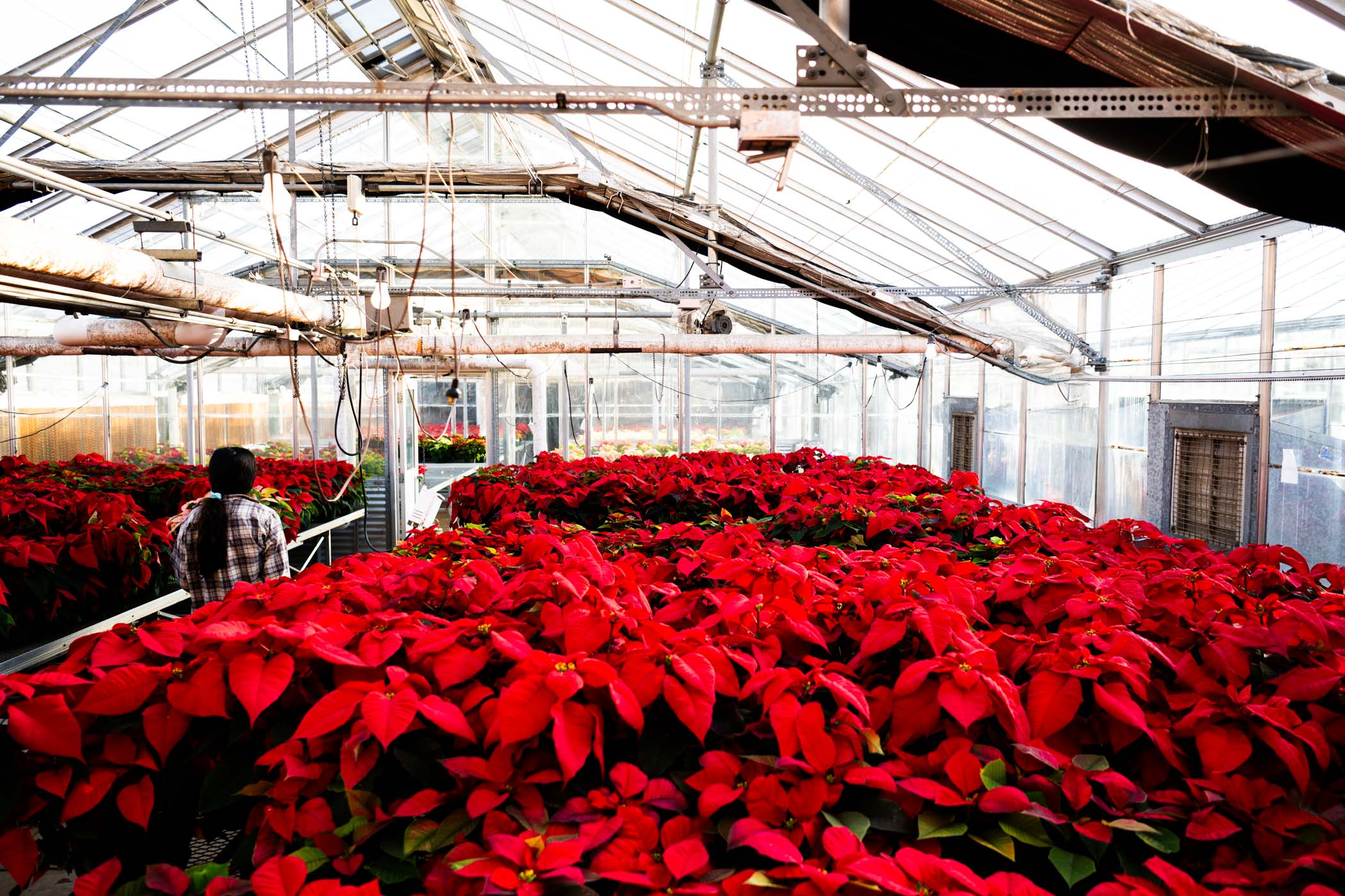 Rows of bright scarlet poinsettias fill up the entirety of the greenhouses behind Dorman Hall as MSU Horticulture Club prepares for their annual holiday poinsettia sale on Friday [Dec 6.] The campus and Starkville community are invited to browse through the vibrant variety of plants from 8 a.m.-5 p.m. 