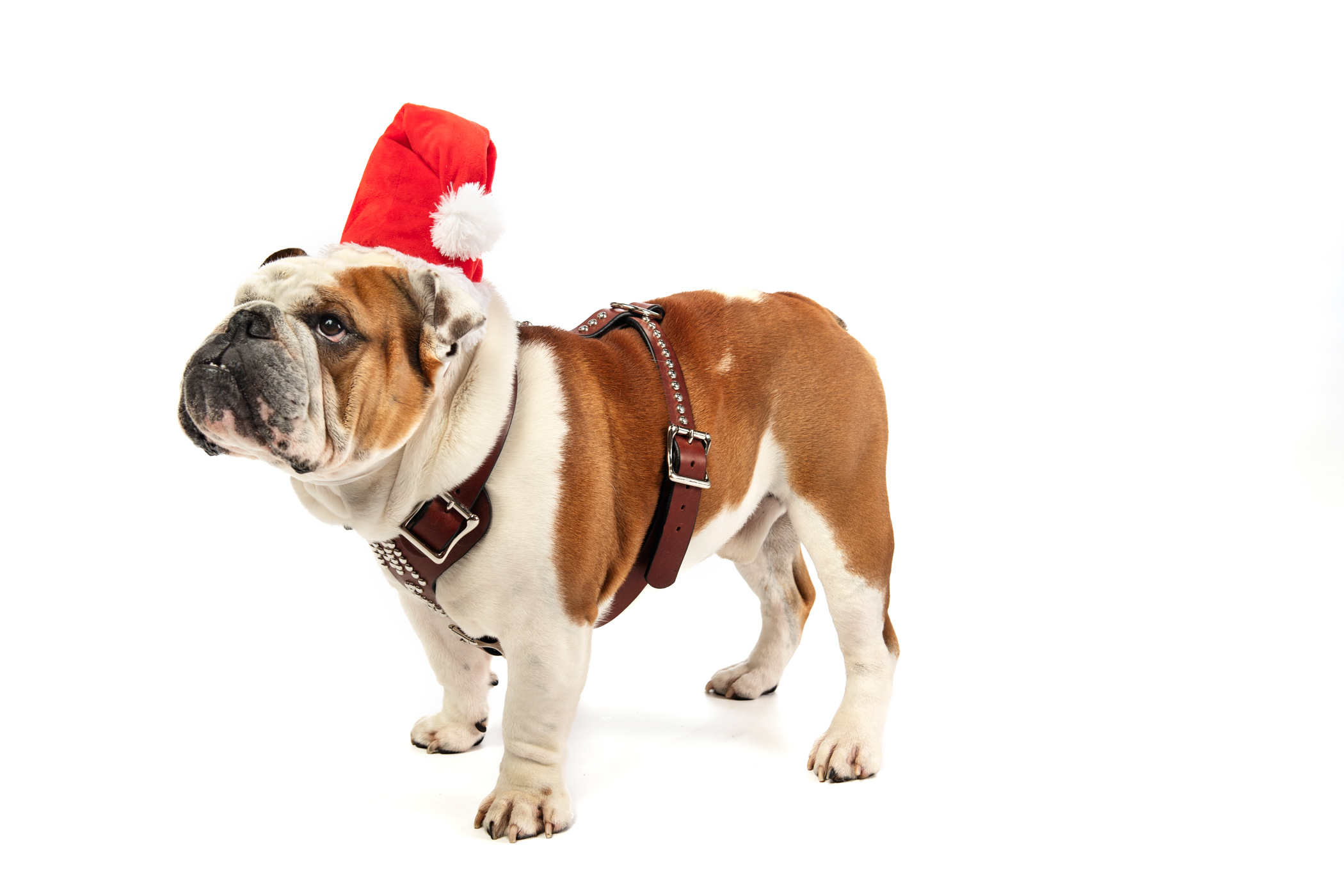 Dak, MSU&#039;s live Bully mascot, sports a Santa hat for the countdown to the most wonderful time of the year. The university will be closed for the winter holidays from Dec. 23-Jan. 1, resuming regular business hours on Jan. 2. with Spring semester classes beginning on Jan. 15 for students. 