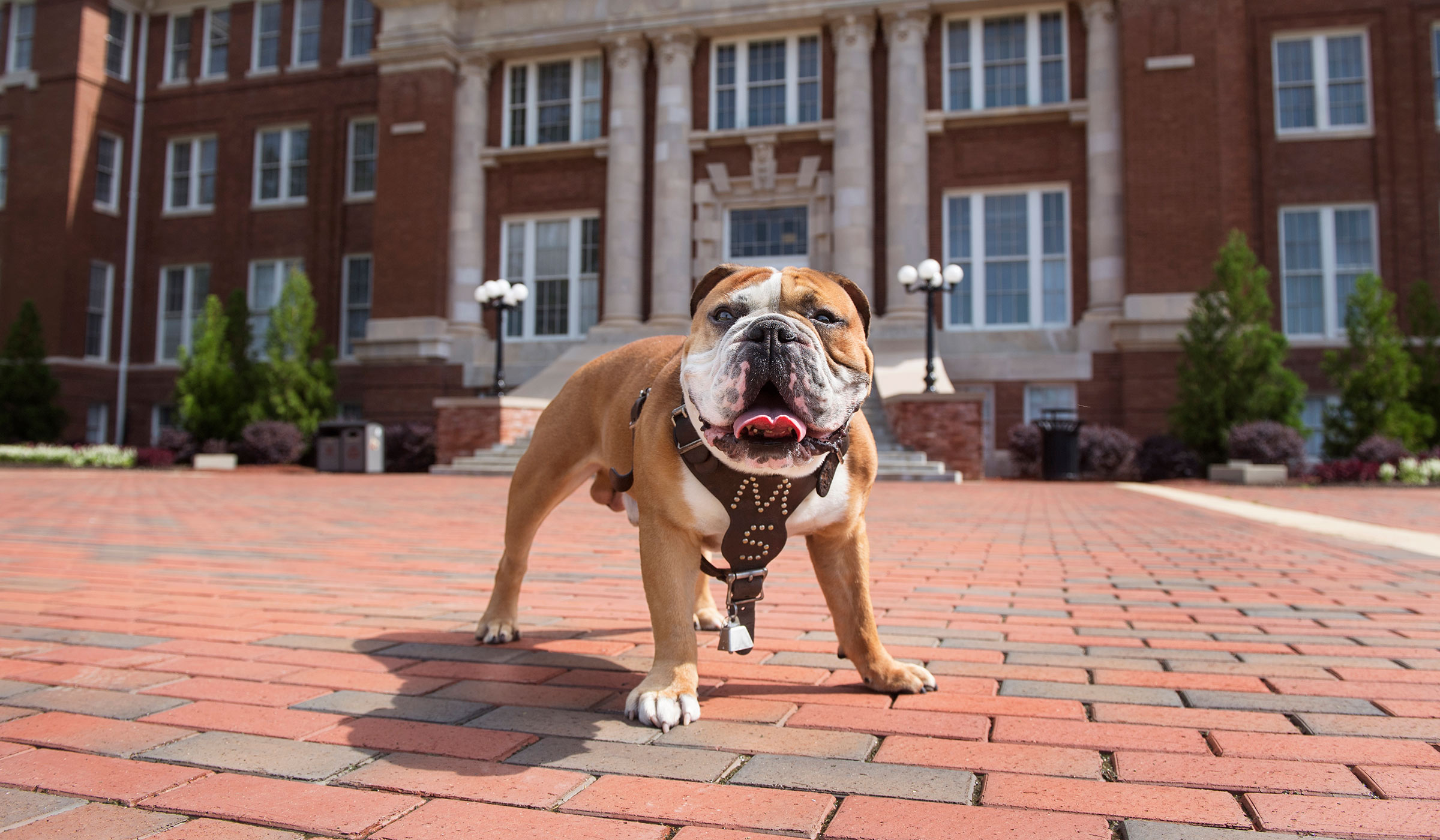 Bulldog standing on brick path in front of stately building with columns