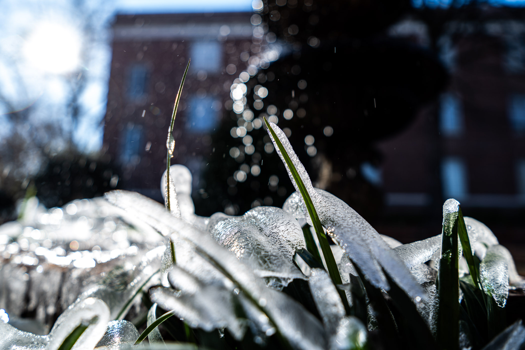 Thick ice circles around the base of the iron fountain in the Chapel of Memories&#039; courtyard Monday, [Jan 8,] encasing surrounding ferns in a thick layer of ice. MSU encourages campus to stay warm as winter weather and incoming cold fronts continue to make their way to Starkville later in the week.