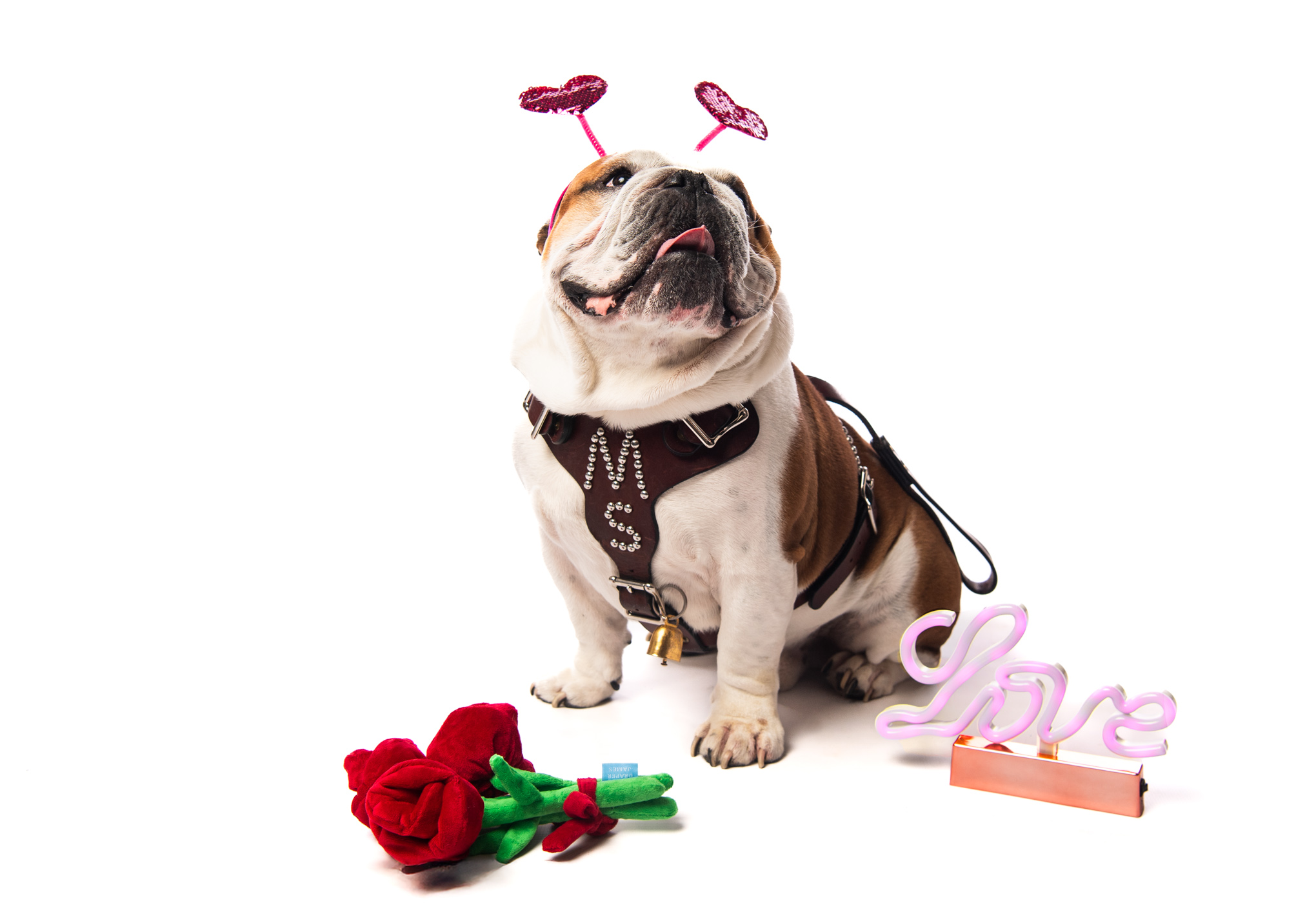 Dak, Bully XXII, trades maroon for pink and red to wish the MSU community a pawsitively perfect Valentine&#039;s Day! 