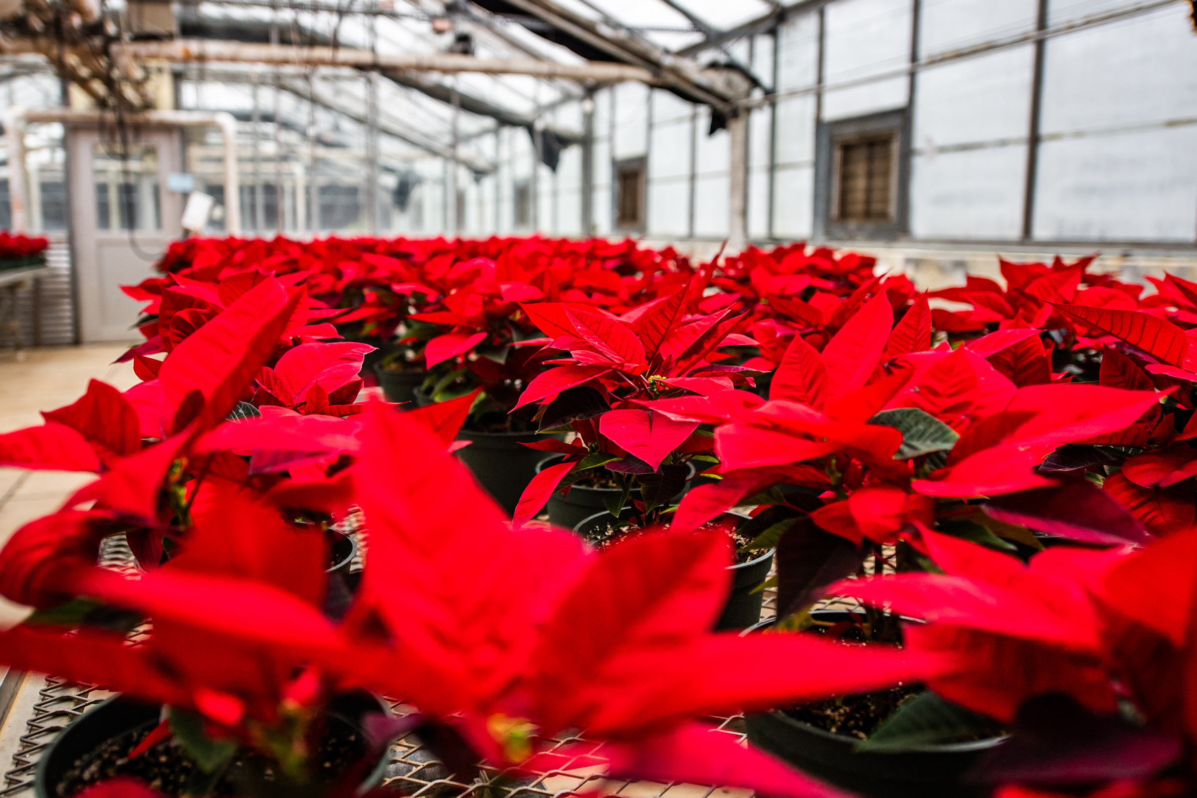 Rich red poinsettias fill Dorman Hall&#039;s greenhouse for MSU Horticulture Club&#039;s annual holiday poinsettia sale [Friday, Dec 5]. The traditional fundraiser brings support to the club while also spreading potted cheer with family and friends.