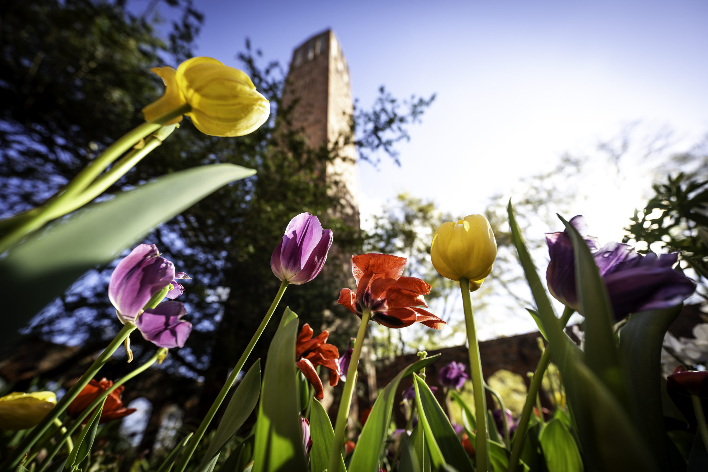 Colorful tulips stand tall with the Chapel of Memories' tower during a sunny and warm spring morning.