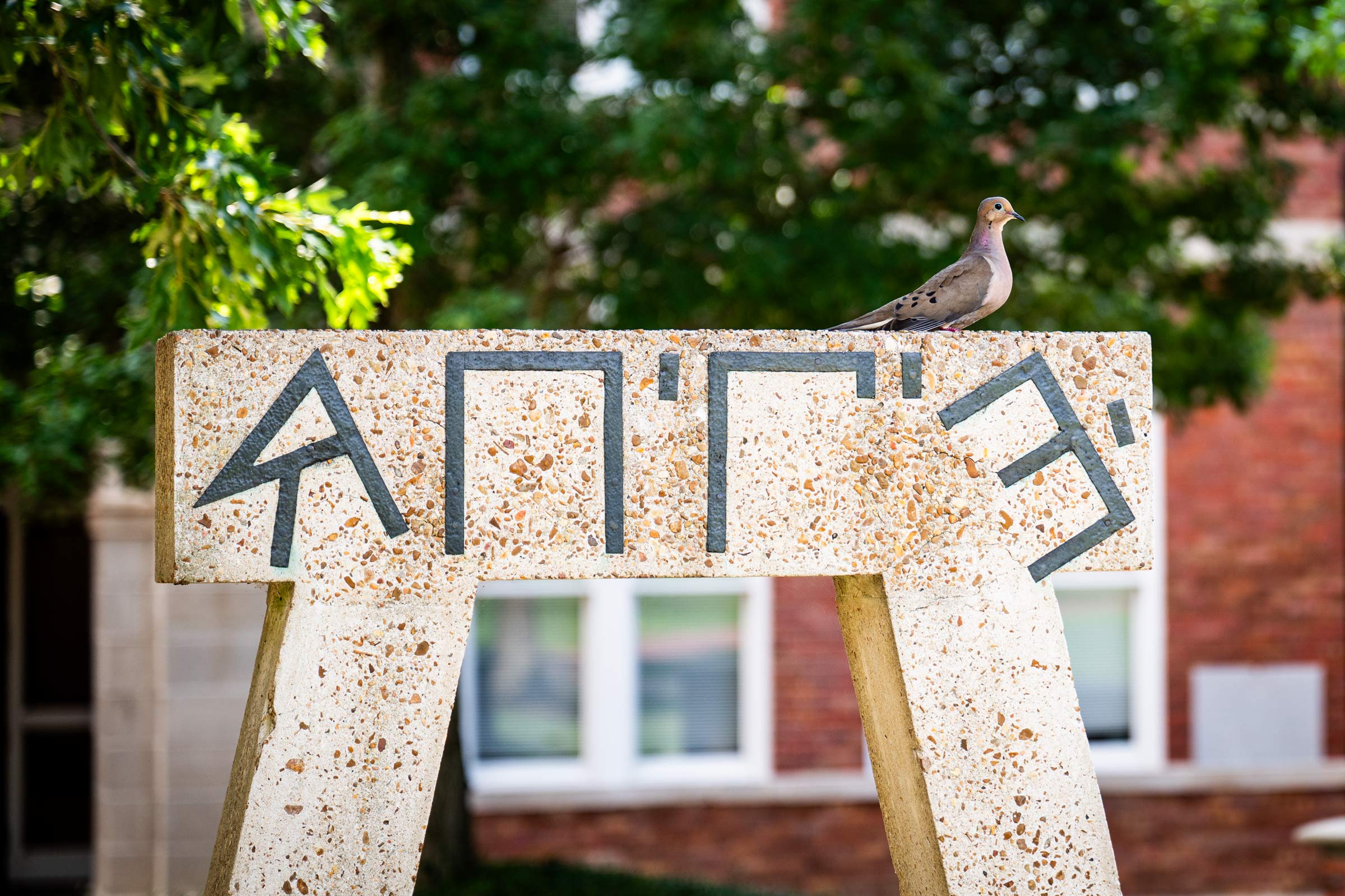 A mourning dove perches atop the concrete monument outside McCain Hall, marking Mississippi State's chapter of Tau Beta Pi. Founded in 1885, Tau Beta Pi is the nation's longest-standing engineering honor society, while McCain Hall remains the university's most historic engineering building.