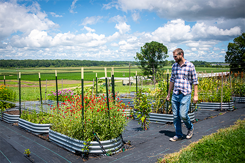 Cole Etheredge, associate professor in floriculture and ornamental horticulture in MSU’s Department of Plant and Soil Sciences, works at the cut flower garden at North Farm.