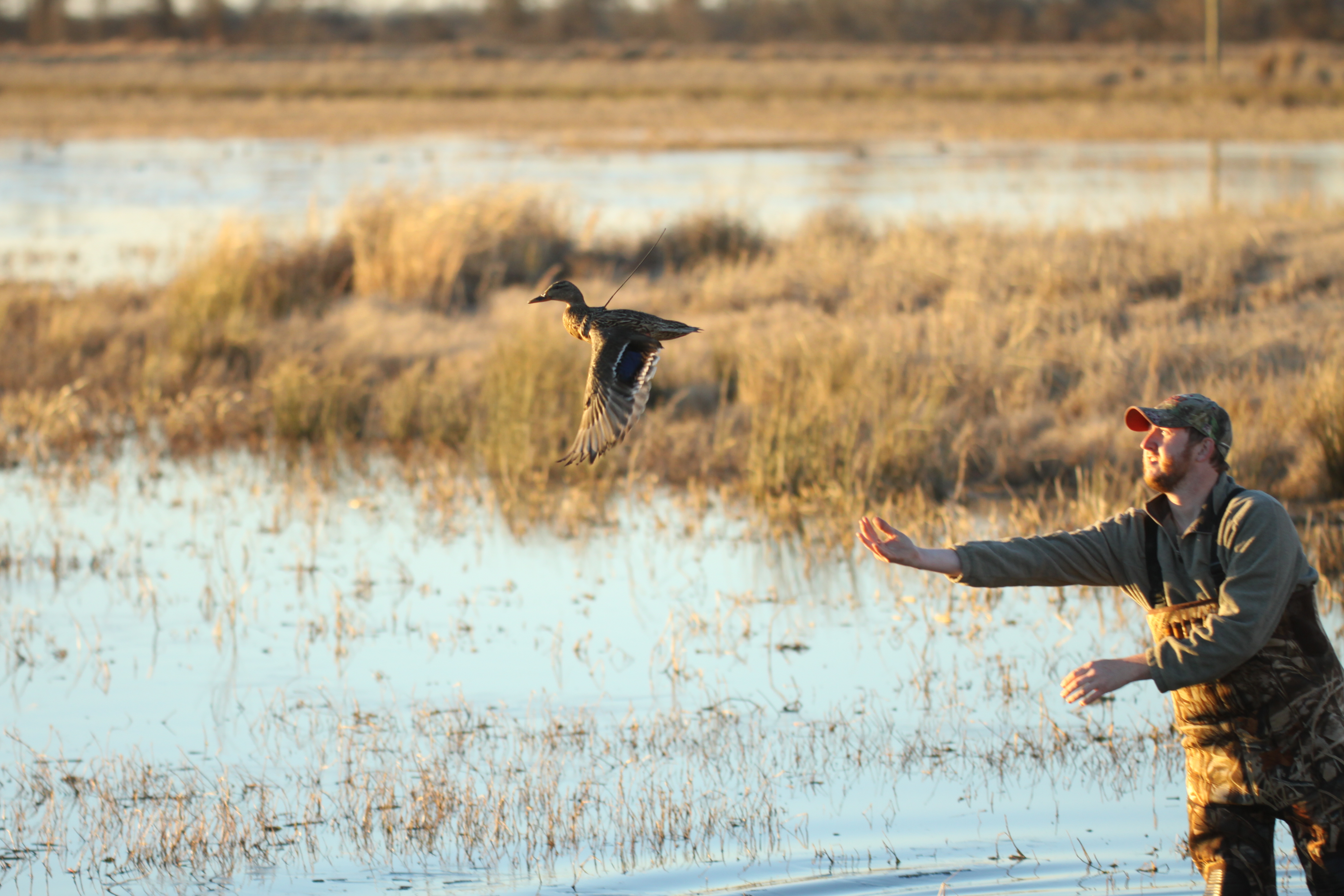 Joe Lancaster, a Mississippi State University doctoral student, releases a female mallard in the Mississippi Delta instrumented with a back-pack radio transmitter. One aspect of the MSU study evaluated radio-marked female mallards using Farm Bill conservation and other lands in the Mississippi Alluvial Valley. Researchers determined mallard survival rate was greatest when birds used a variety of forested and herbaceous wetlands and flooded croplands. Daily winter survival rate of radio-marked mallards using MBHI and Wetland Reserve Program lands was 98 to 100 percent during the study. 
