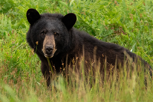 A black bear in a field. 