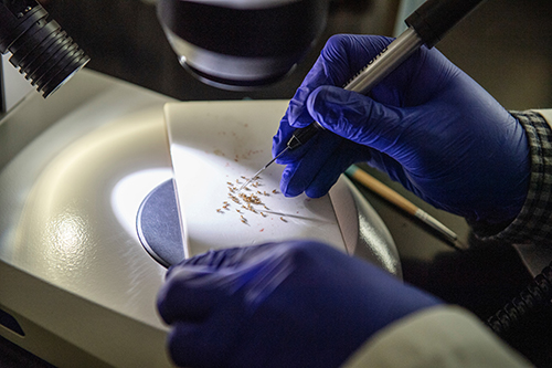 An MSU scientists examines specimens under a lab microscope.