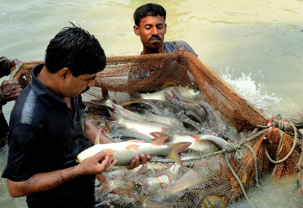 One man holds a net full of fish in the water as another man examines a single fish.
