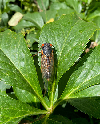 Pictured is a cicada that recently emerged in Oktibbeha County as part of a 13-year periodical brood. 