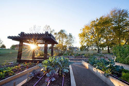 The MSU Community Garden is pictured with beds full of green leafy plants and the sun shining from behind the pergola.