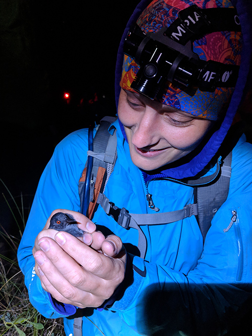 Auriel Fournier captures a black rail to band as part of a research study 