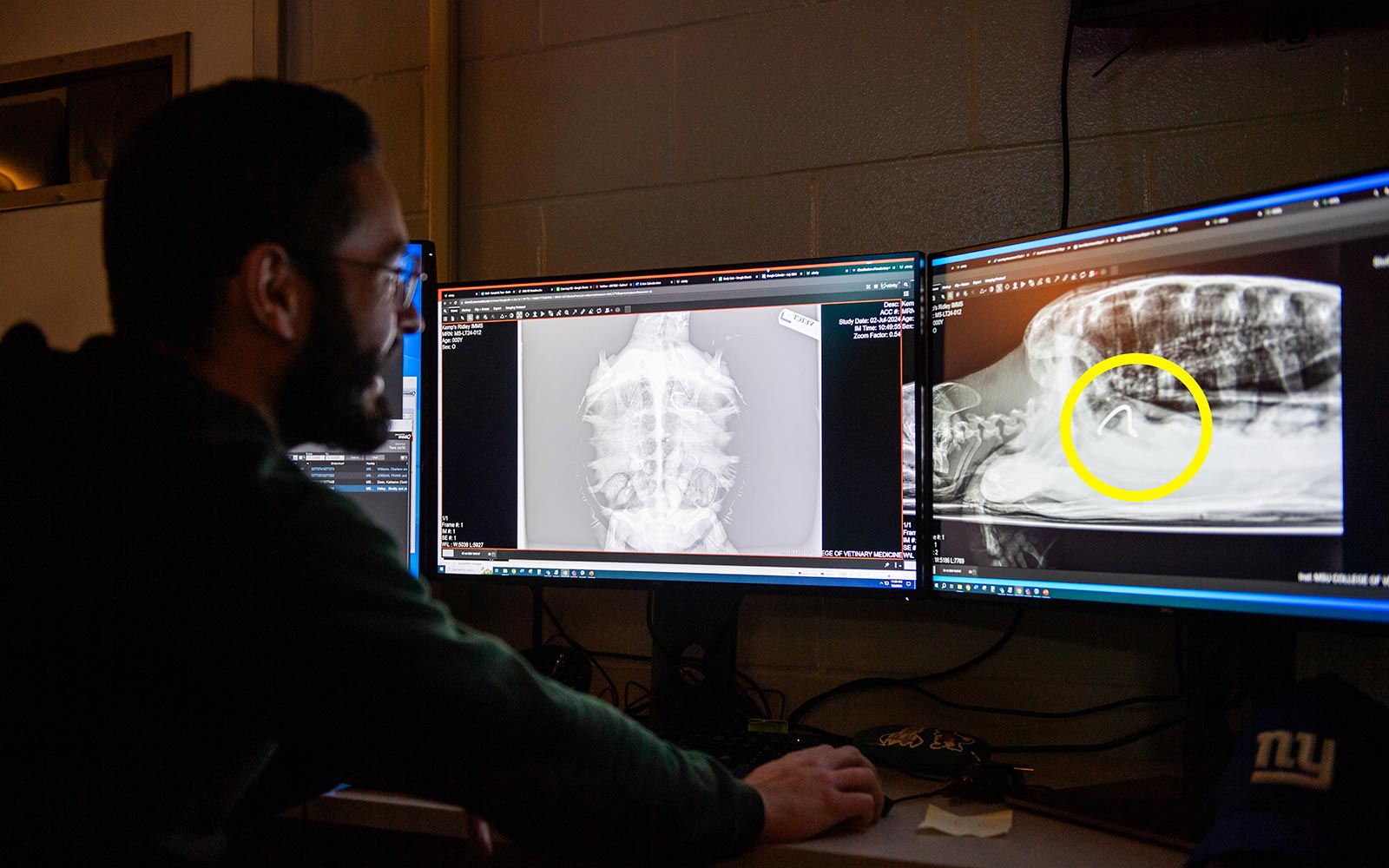 Mississippi State CVM staff review radiology images of Kemp's ridley. 