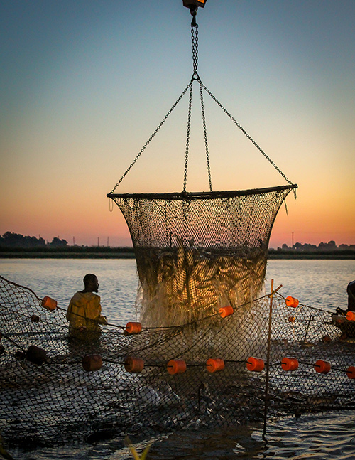 a large net of catfish is being lifted out of water