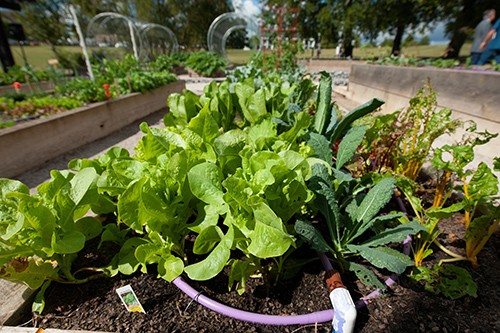 One of the 19 large raised planters with a fall mix of vegetables is pictured at the MSU Community Garden. In addition to large raised planters, the garden also includes eight accessible planters and irrigation systems. Approximately 50 students, faculty and staff were selected as the first gardeners and now manage beds flush with a mix of fall produce.  (Photo by Megan Bean)