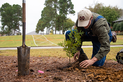 A student plants a oak seedling