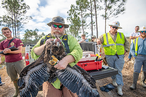 Scott Rush outfits an eaglet with a GPS tracker as employees from Mississippi Power and others giving support and assistance look on at the Mississippi Sandhill Crane National Wildlife Refuge. (Photo by Dominique Belcher)