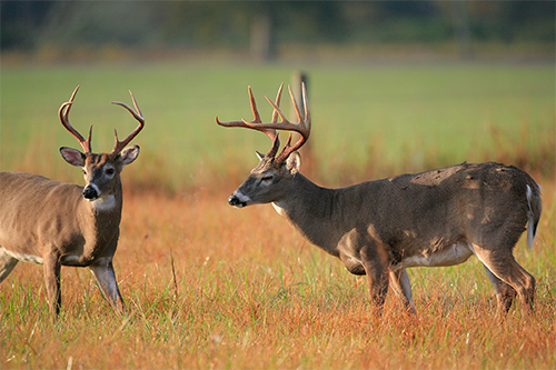 Two deer stand in a field
