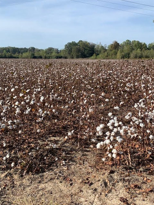 A dry cotton field