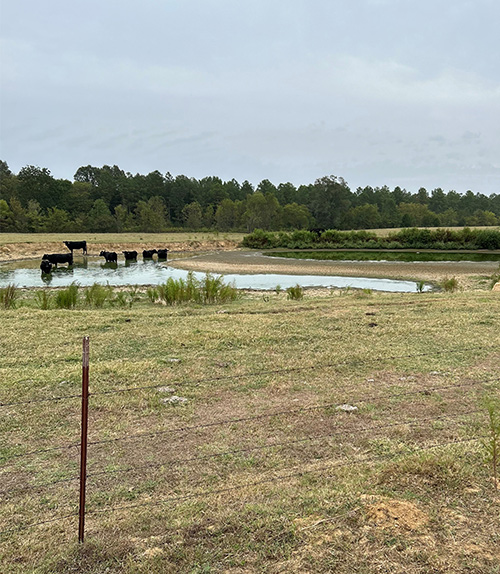 Cows stand in a pond, which is drying up during drought