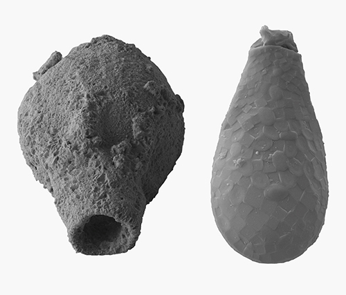 Pictured are two shells of Amoebozoa testate amoebae, a diverse lineage of heterotrophic microeukaryotes.