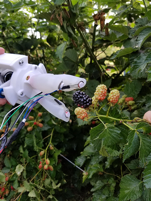 A robotic blackberry picker developed by Mississippi State and partner scientists from other universities is shown.