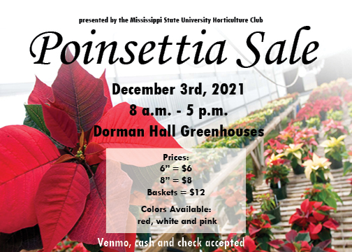 poinsettia sale graphic