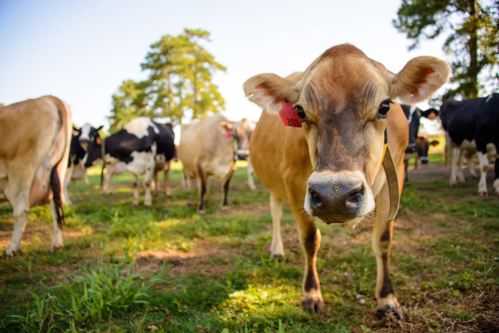 A Jersey dairy cow grazes in a pasture at the Bearden Dairy Research Center.