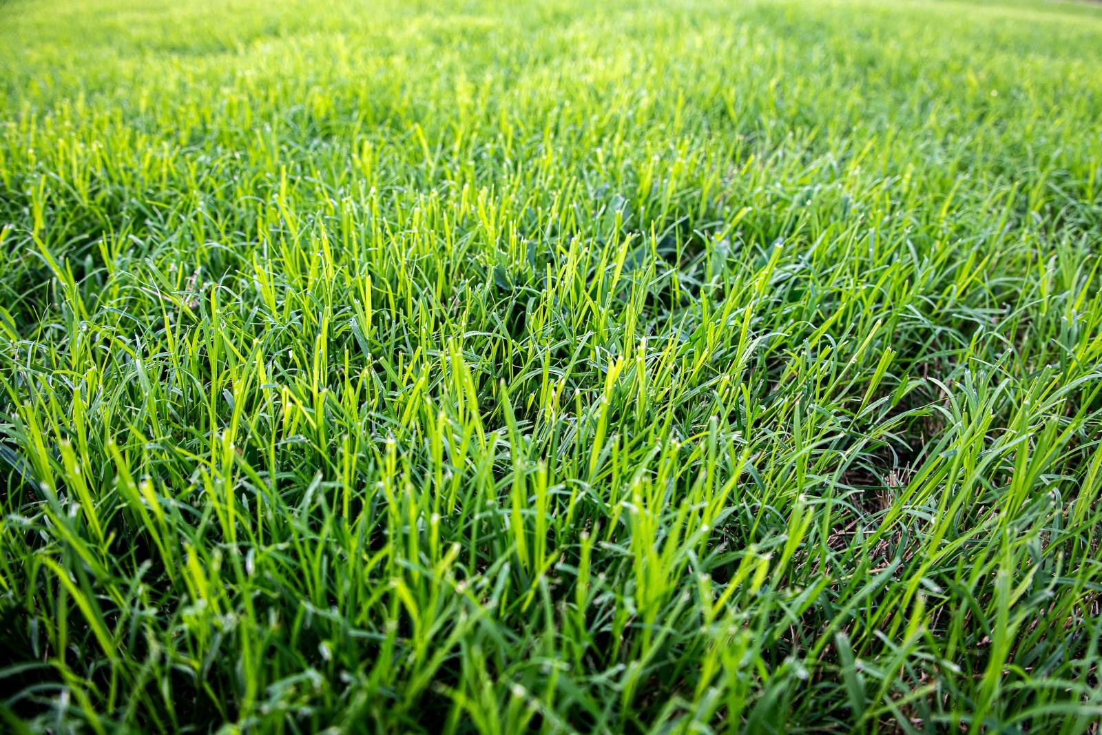 Lush green blades of Sun Queen shimmer in the sunlight. (Photo by Dominique Belcher)