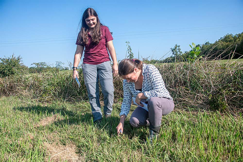 Julia Rosen (foreground) and Elizabeth Esser examine a cogongrass stand at MSU’s R.R. Foil Plant Science Research Center.