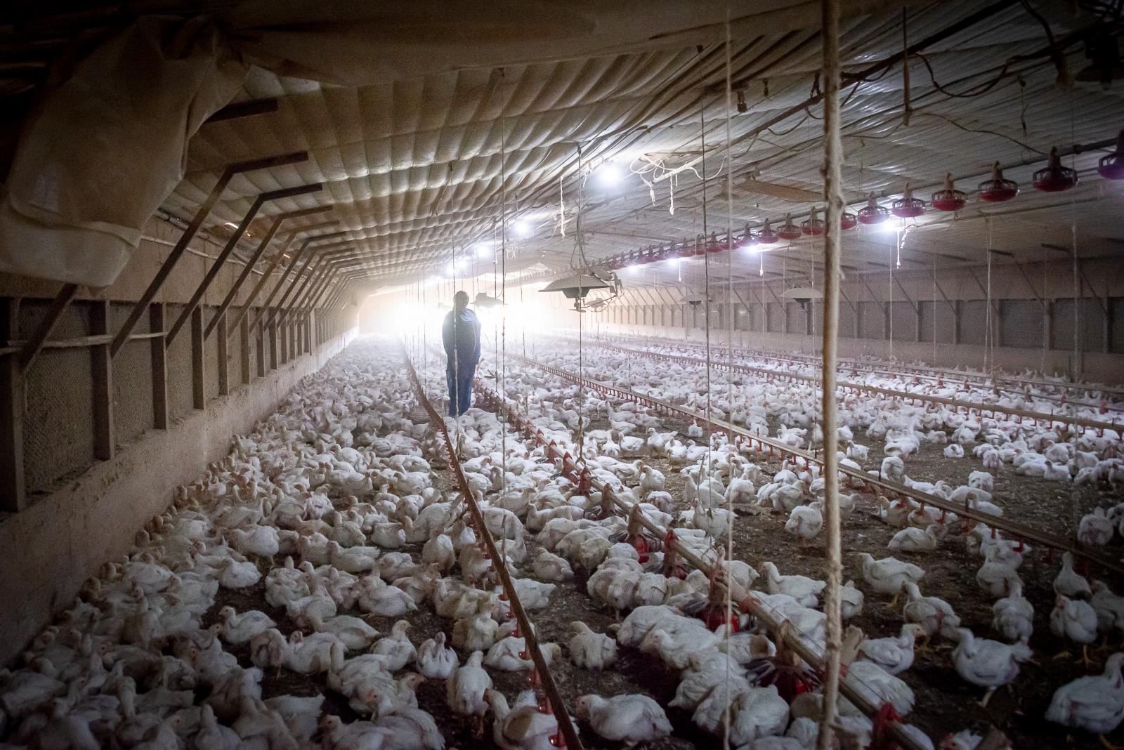 Poultry